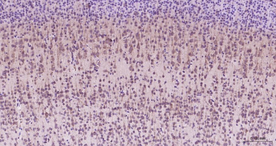 eIF4E Recombinant Rabbit mAb(b