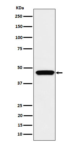 MK3 Recombinant Rabbit mAb(bsm