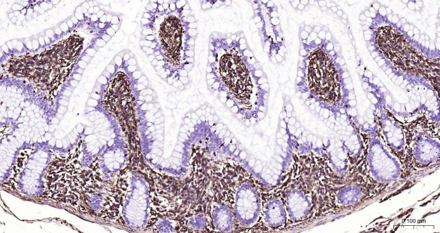 Vimentin Recombinant Rabbit mA