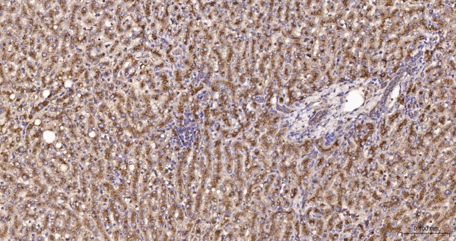 LAMP1 Recombinant  mAb(bsm-413