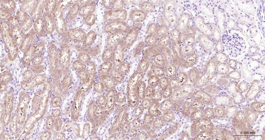 Adrenodoxin Recombinant Rabbit