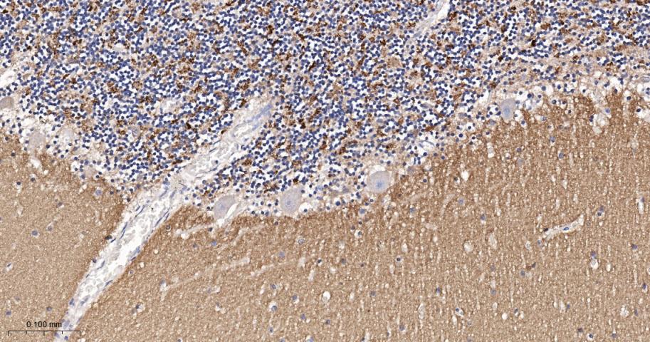 Synapsin II Recombinant Rabbit