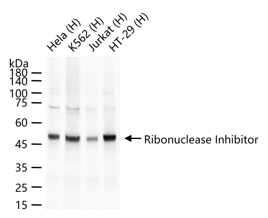 Ribonuclease Inhibitor Rabbit 