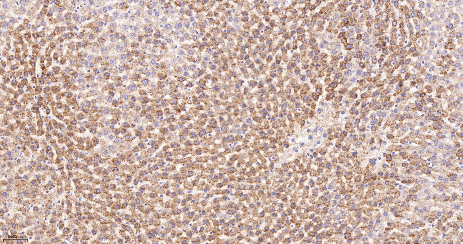MDH2 Recombinant Rabbit mAb(bs