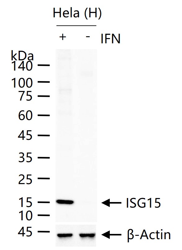 ISG15 Mouse mAb(bsm-51373M)-50