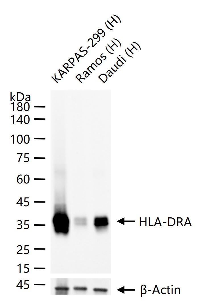 HLA-DRA Mouse mAb(bsm-51091M)-