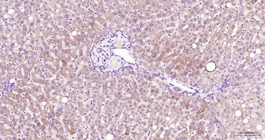 Adrenodoxin Recombinant Rabbit
