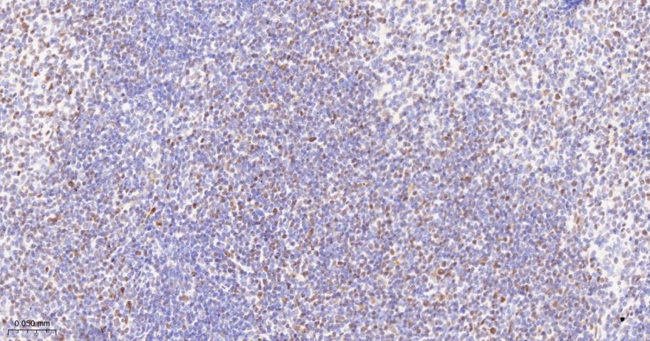 Oct-1 Recombinant Rabbit mAb(b