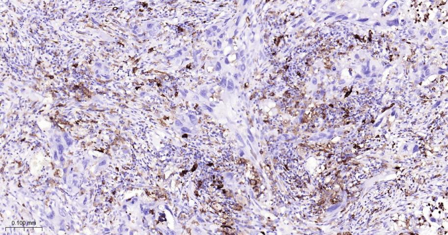 HLA-DRA Mouse mAb(bsm-51091M)-