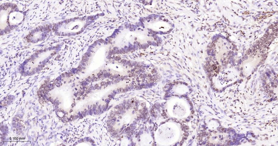 Histone H2A Recombinant Rabbit