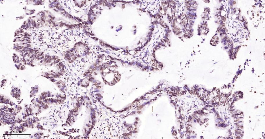 Histone H2A Recombinant Rabbit