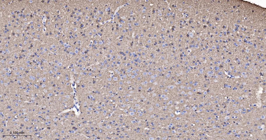 Synapsin II Recombinant Rabbit
