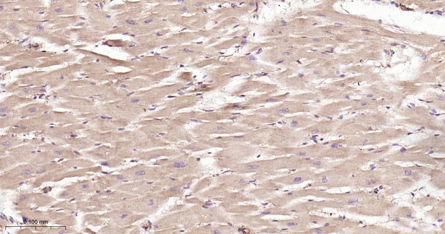 Ribonuclease Inhibitor Rabbit 