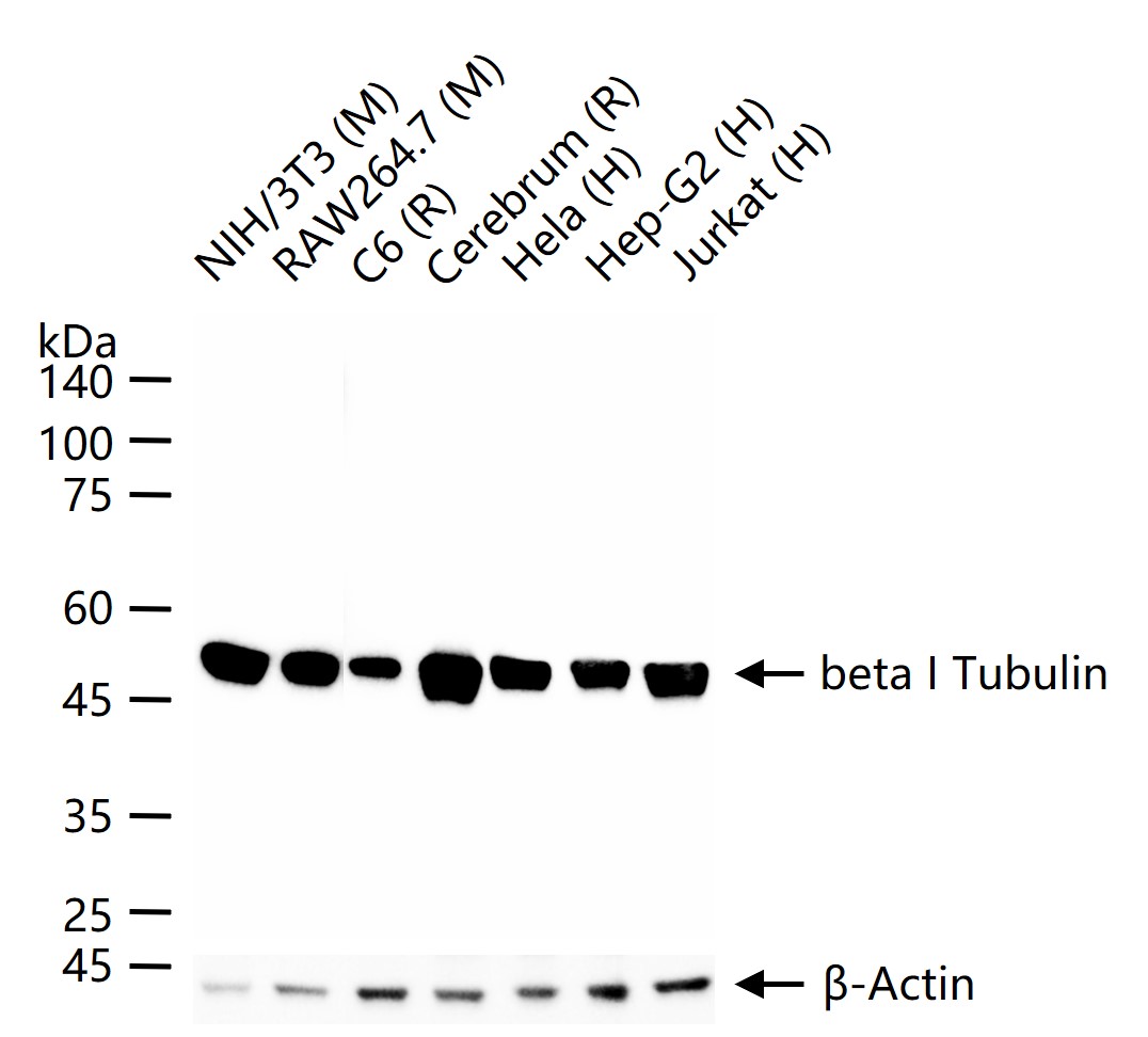 beta I Tubulin Recombinant Rab