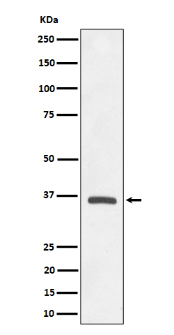 OXGR1/GPR80 Recombinant Rabbit