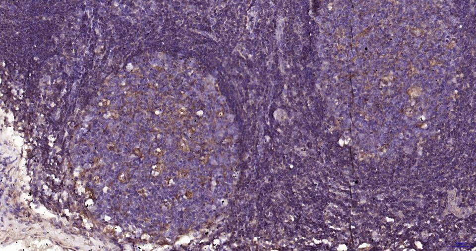 GPX4 Recombinant Rabbit mAb(bs