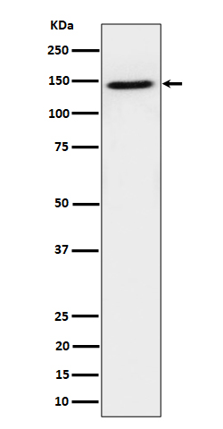 TAF3 Recombinant Rabbit mAb(bs
