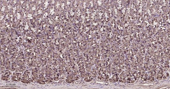 RAB8A Recombinant Rabbit mAb(b