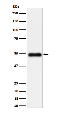 RTN4RL1 Recombinant Rabbit mAb