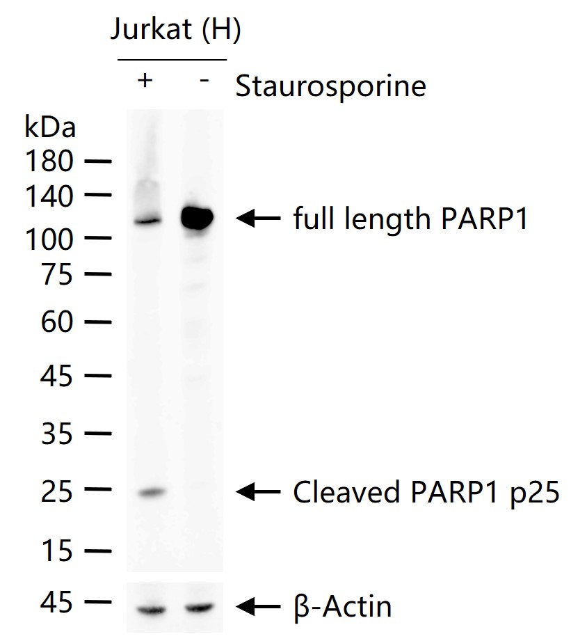 Cleaved PARP1 p25 Recombinant 