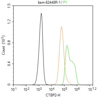 CTBP2 Recombinant Rabbit mAb(b