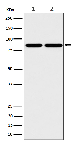 RASEF Recombinant Rabbit mAb(b