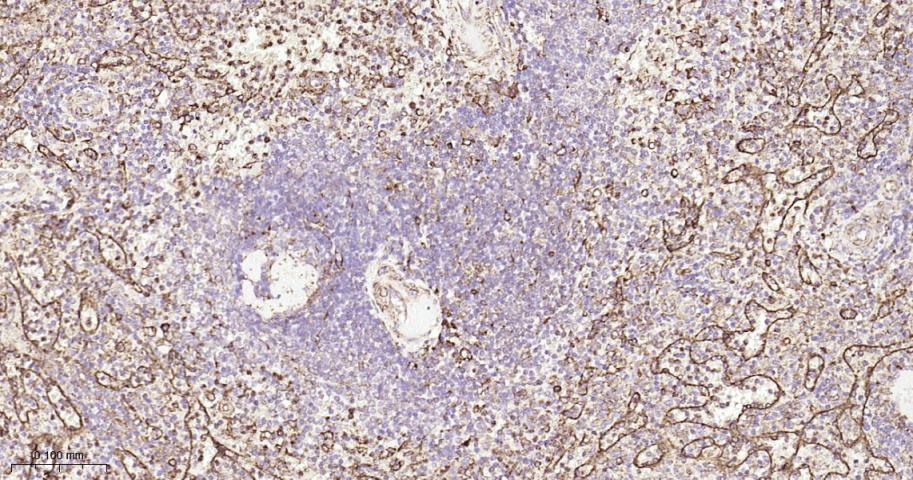 P4HB Recombinant Rabbit mAb(bs