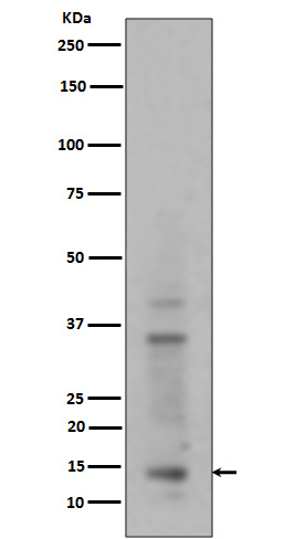 Mono/Di/TriMethyl-Histone H3.1