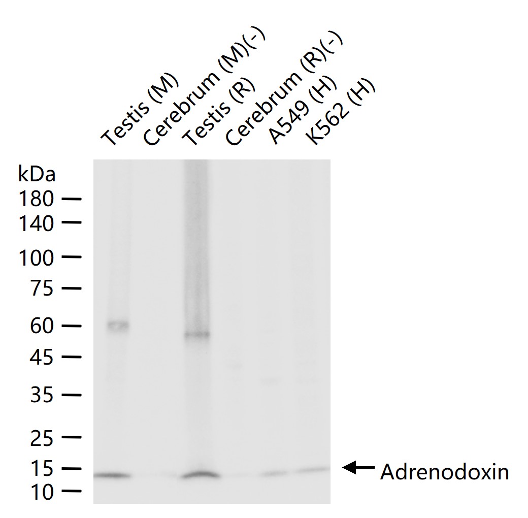 Adrenodoxin Recombinant Rabbit