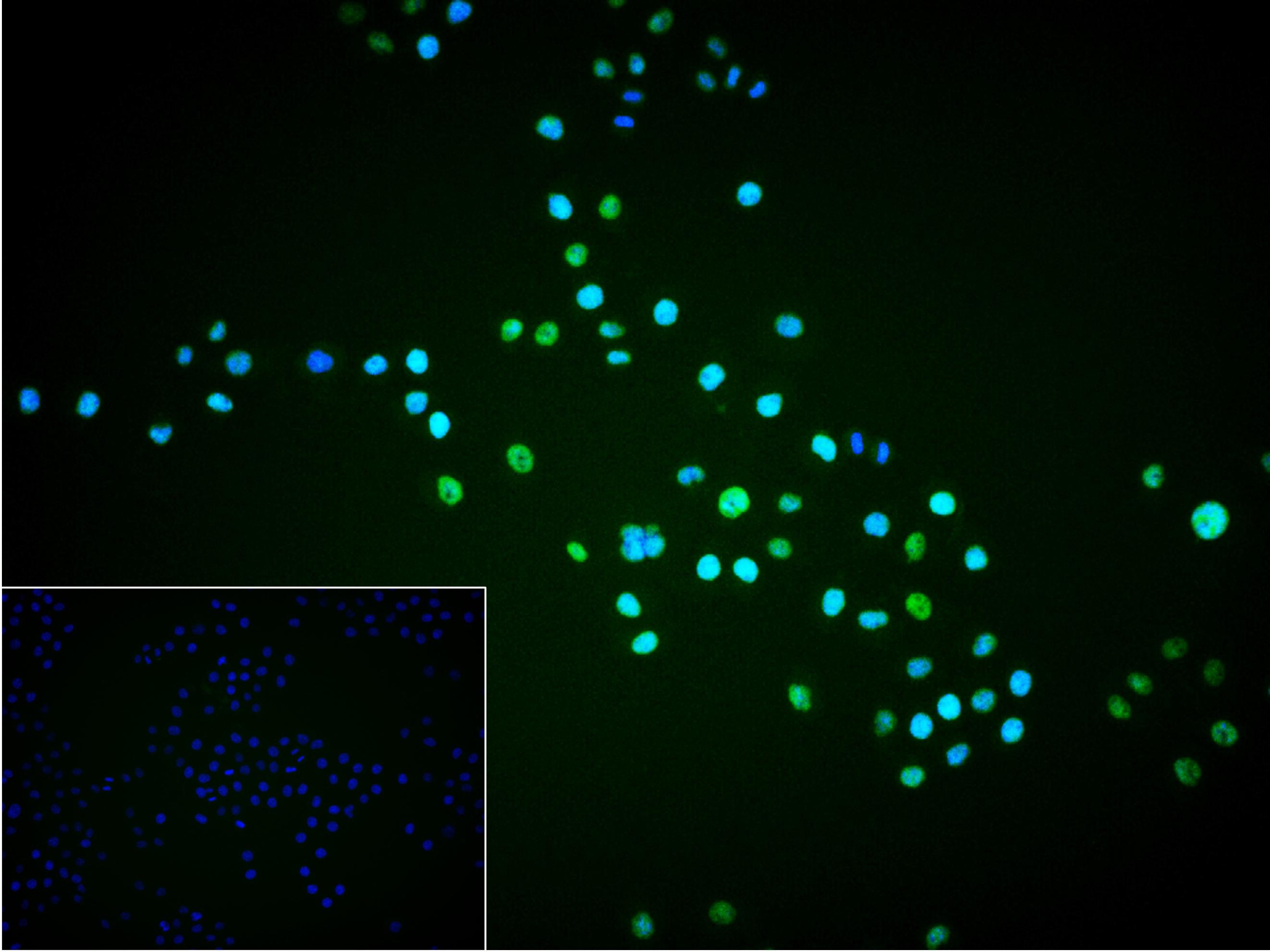 Oct-1 Recombinant Rabbit mAb(b