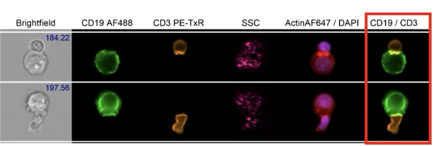 免疫“作战”区域一览无余！Amnis®成像流式系统—检测免疫突触的利器