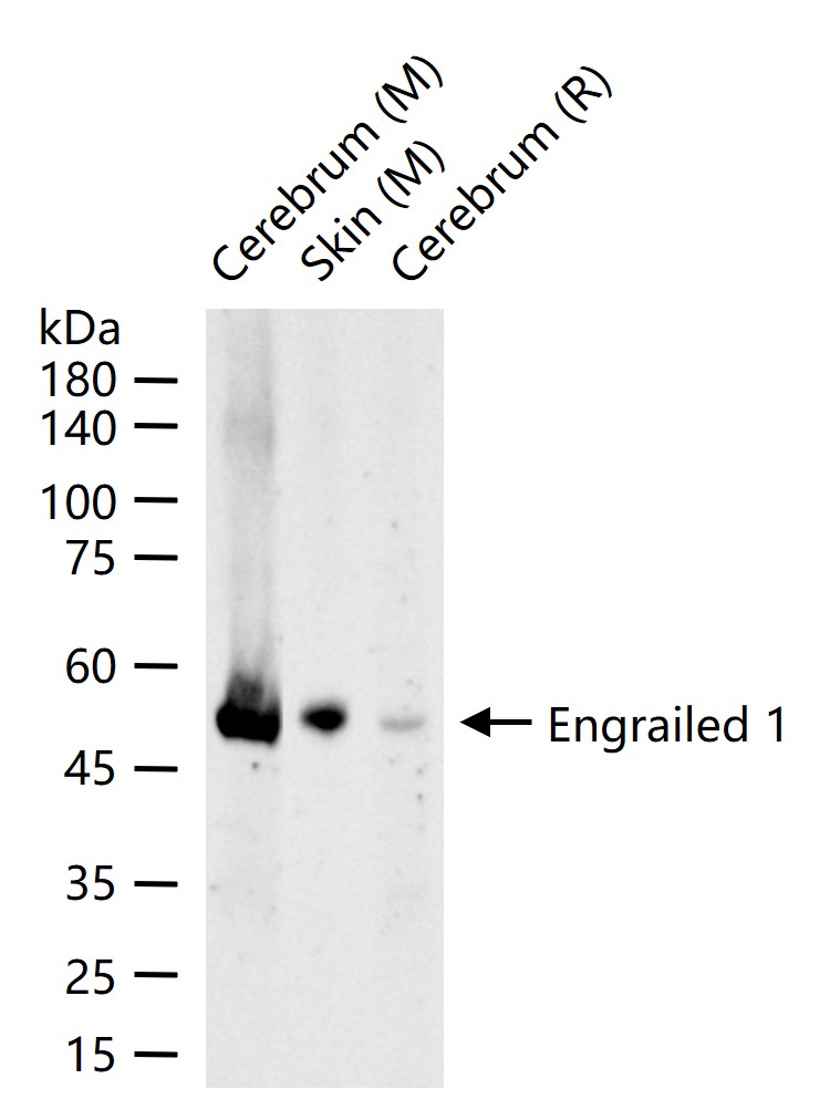 Engrailed 1 Recombinant Rabbit