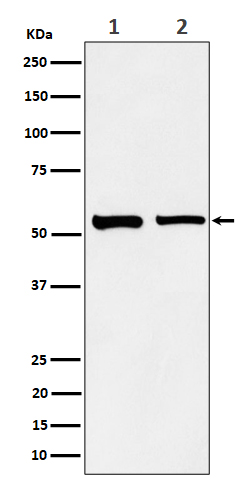 SNX4 Recombinant Rabbit mAb(bs