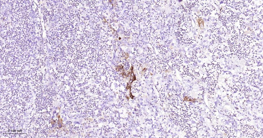 HLA-DRA Mouse mAb(bsm-51091M)-