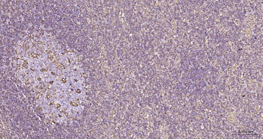 Vimentin Recombinant Rabbit mA