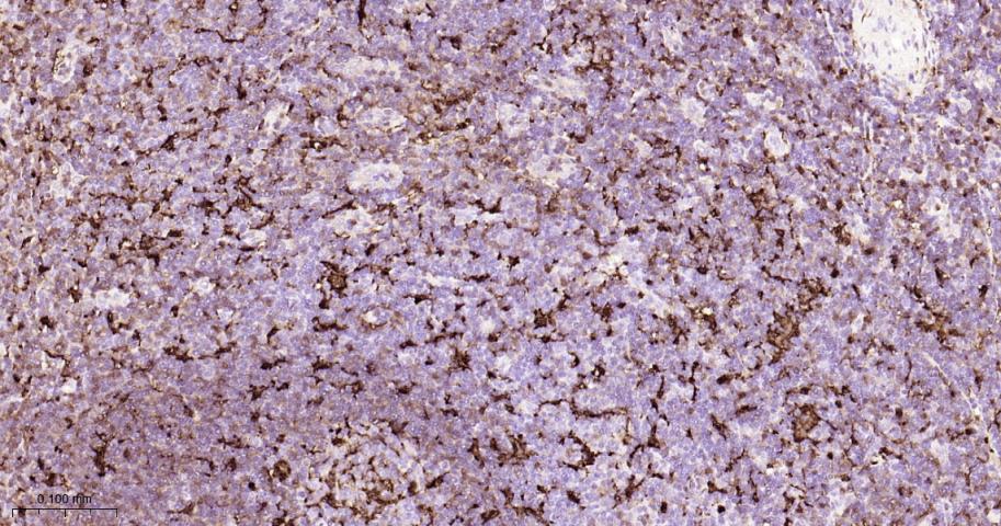 CD16 Recombinant Rabbit mAb(bs