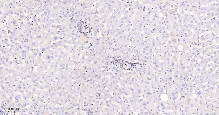 phospho-Histone H3 (S10) Recom