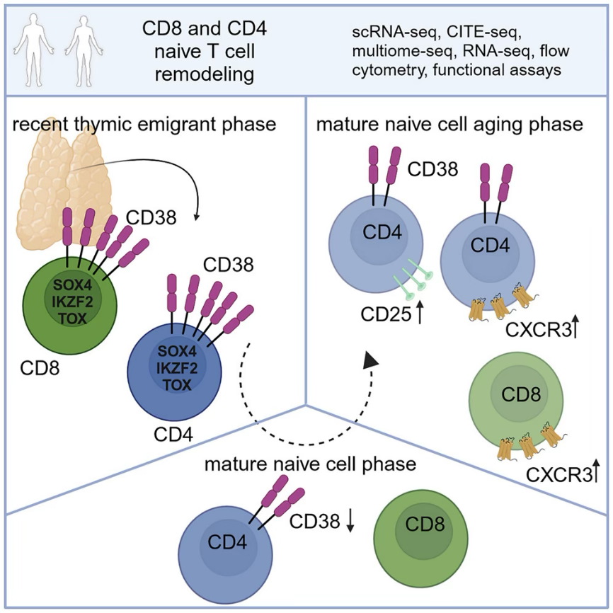 免疫衰老指标突破性发现，Cytek®全光谱流式分选仪交叉平台“探秘之旅”