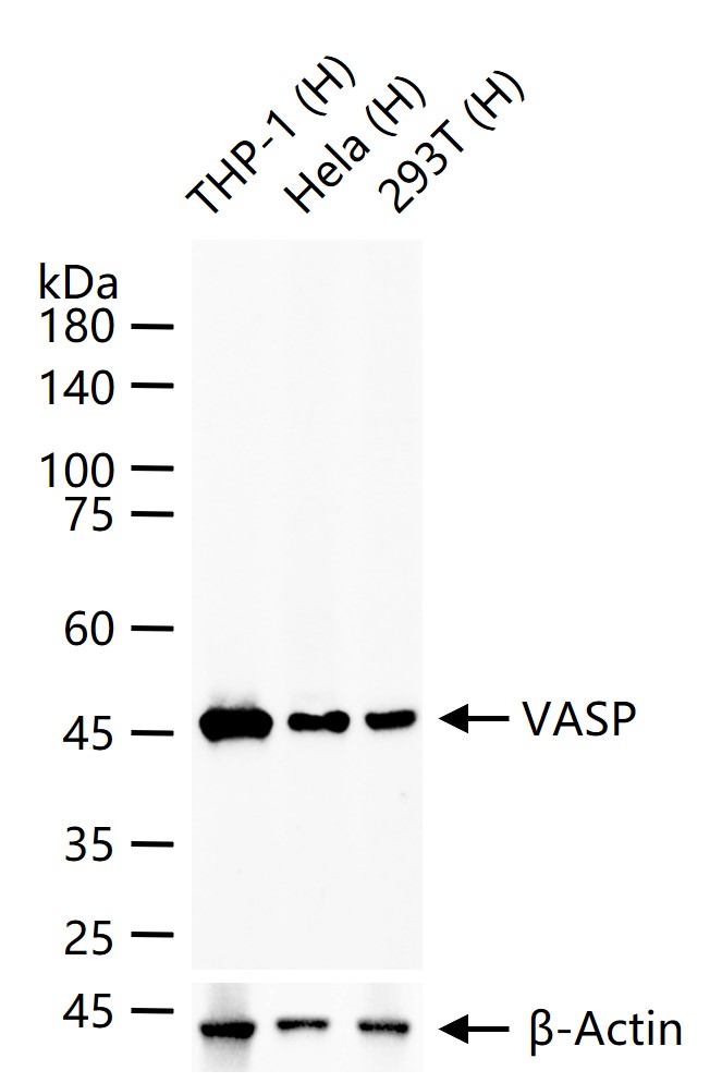 VASP Recombinant Rabbit mAb(bs
