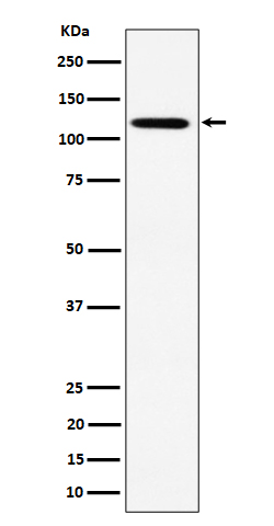 KIF5B Recombinant Rabbit mAb(b