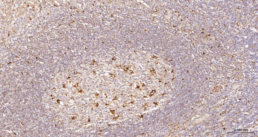 LAMP1 Recombinant  mAb(bsm-413