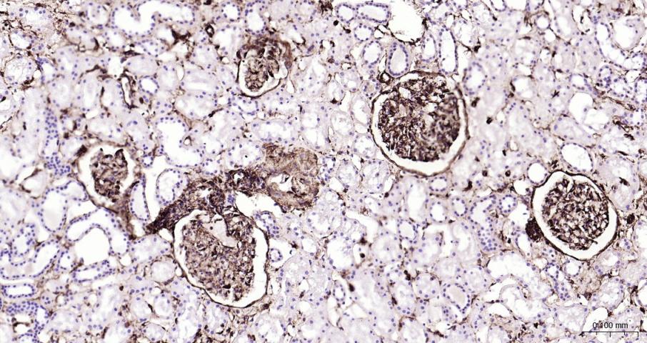 Vimentin Recombinant Rabbit mA