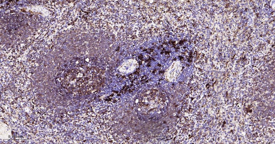 HLA-DRA Mouse mAb(bsm-51091M)-