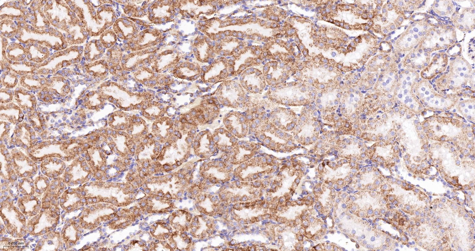 MDH2 Recombinant Rabbit mAb(bs