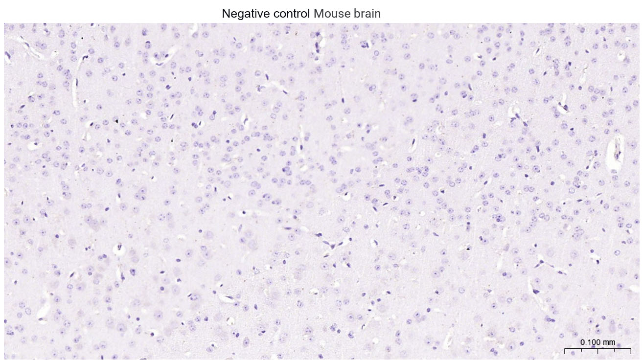Adrenodoxin Recombinant Rabbit