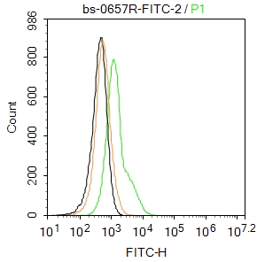 MRP1/ABCC1 Rabbit pAb, FITC co