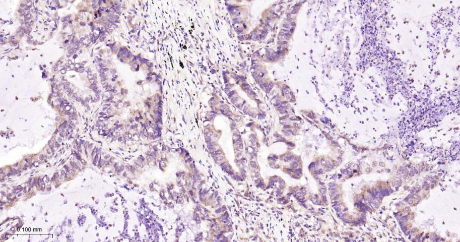 Ribonuclease Inhibitor Rabbit 