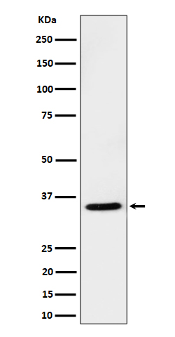 USF-1 Recombinant Rabbit mAb(b