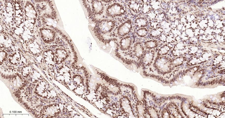 Histone H2A Recombinant Rabbit