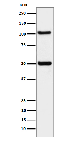 ORP1 Recombinant Rabbit mAb(bs